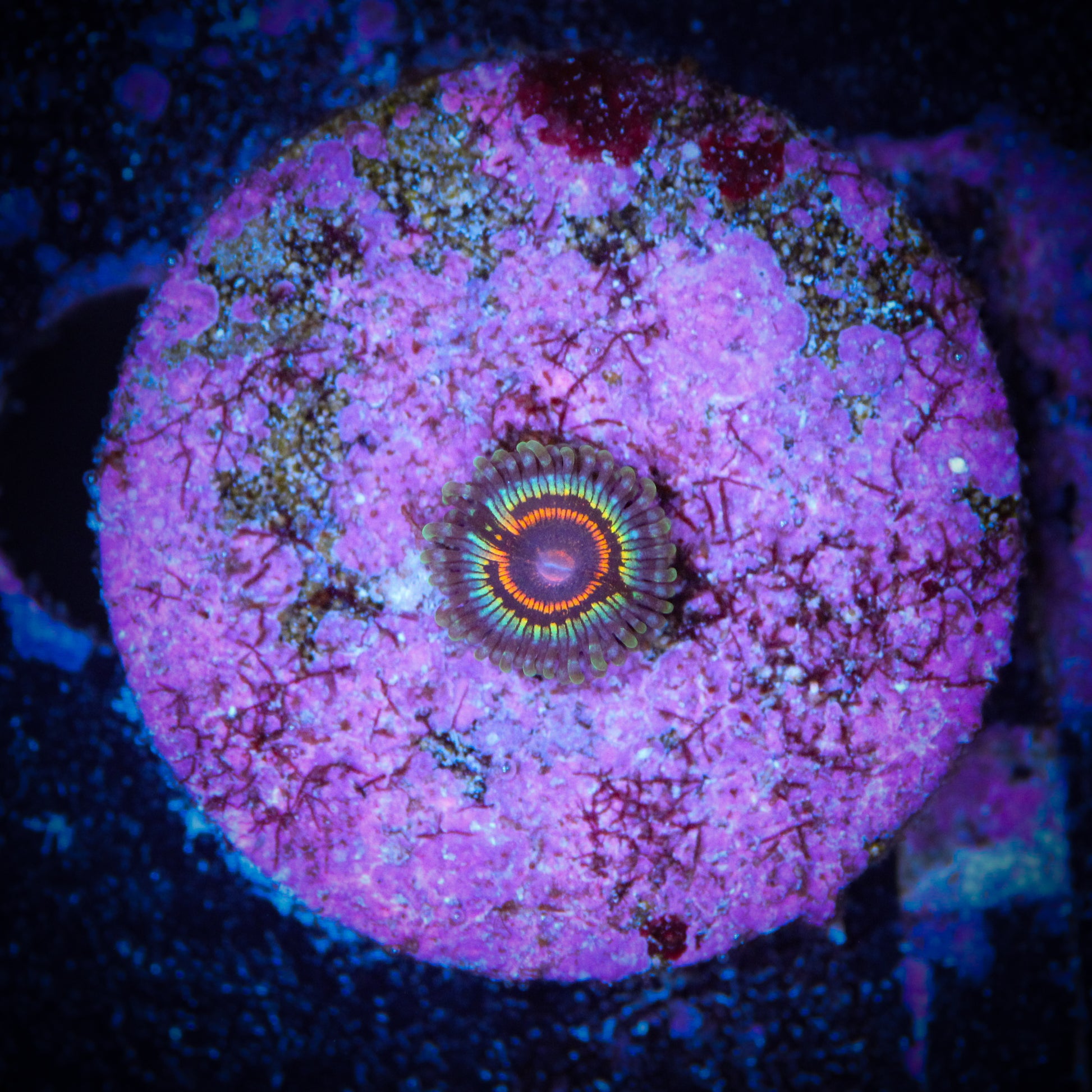 HAW Little Shop of Horrors Zoa