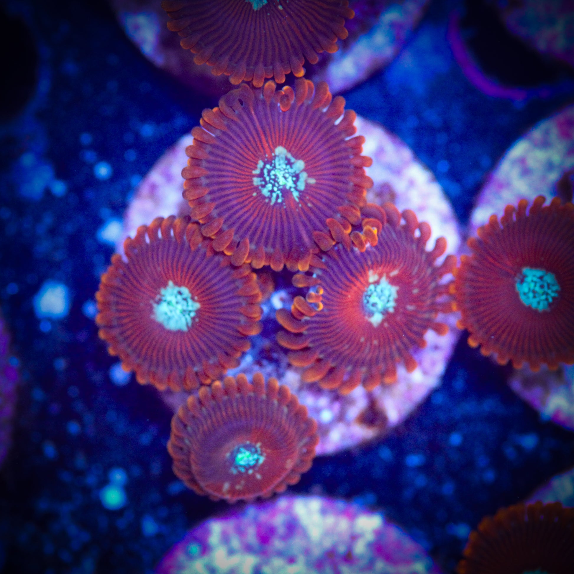 HAW Magician Zoa