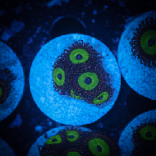 HAW Mean Green Zoa