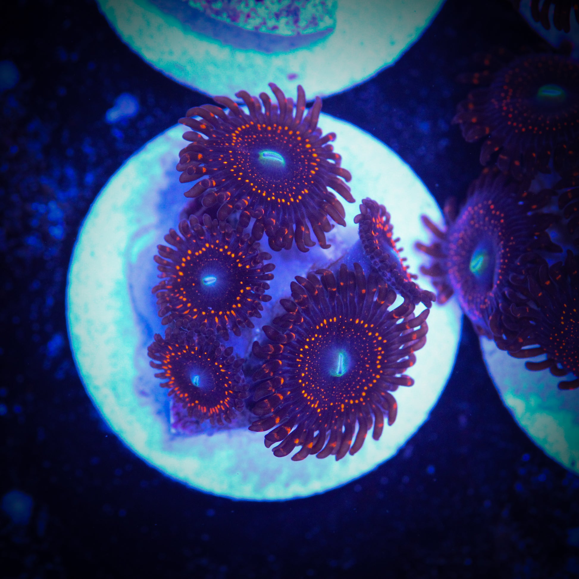HAW Nightmare Zoa