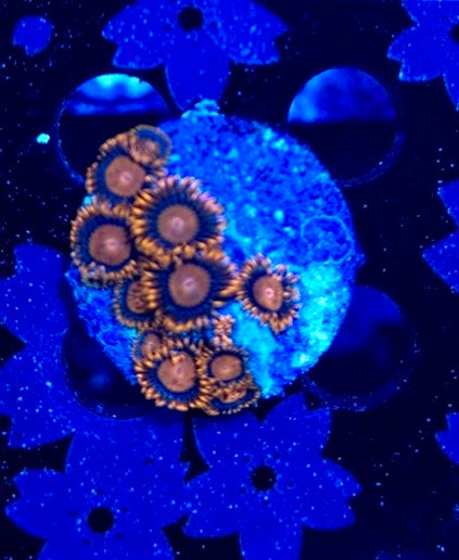 HAW Orange Bam Bam Zoanthid