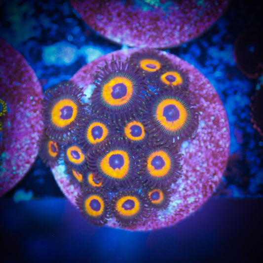 HAW Orange Oxide Zoa