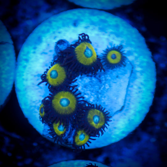 HAW Orange Zombie Eye Zoanthid