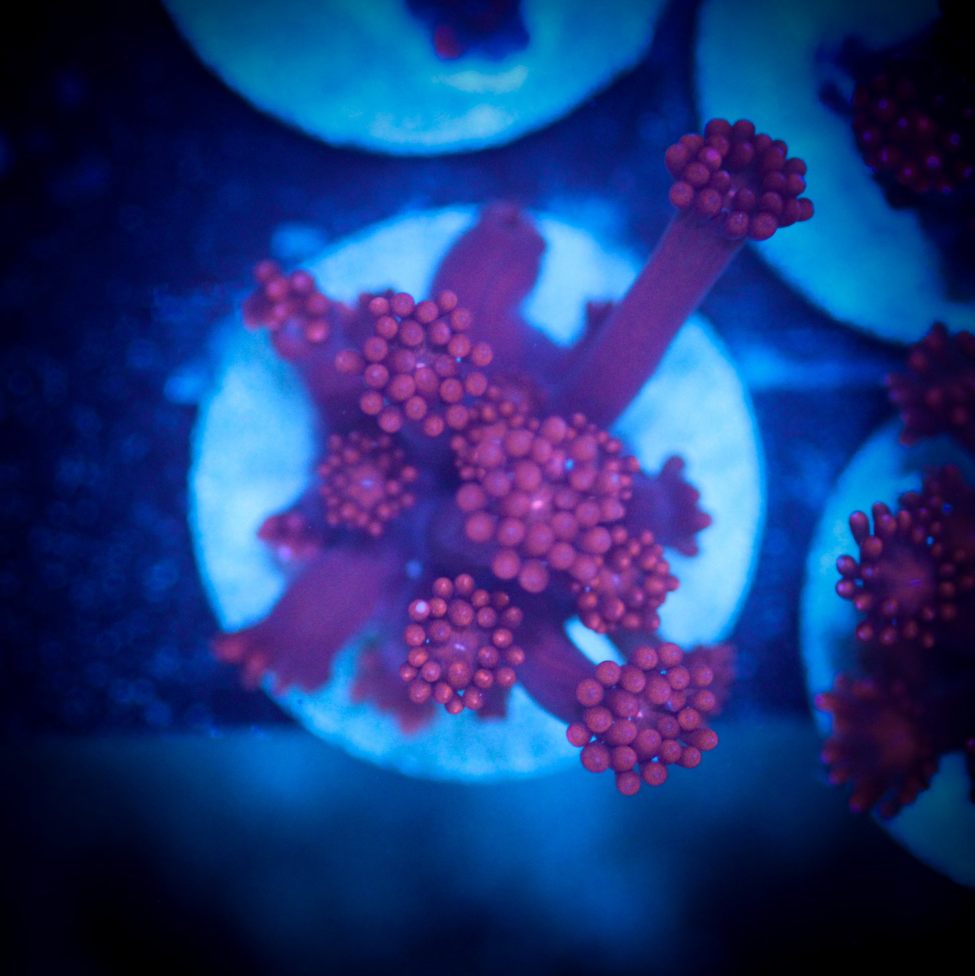 HAW Ox Blood Goniopora