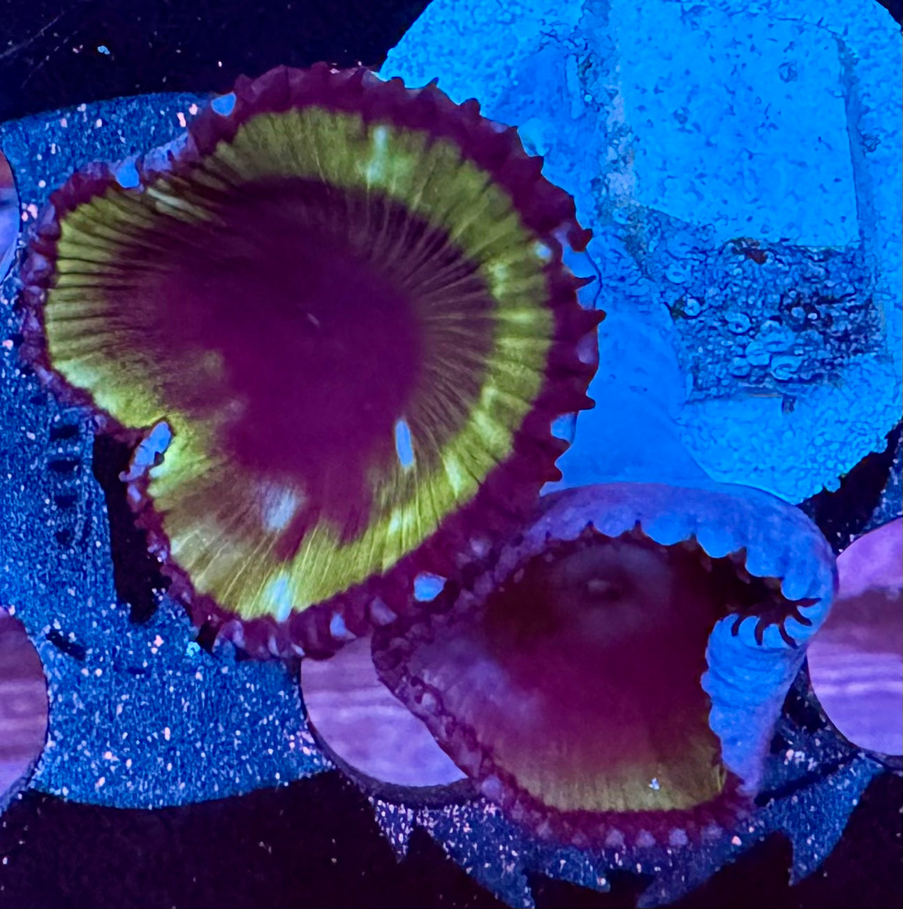 HAW Palythoa Grandis