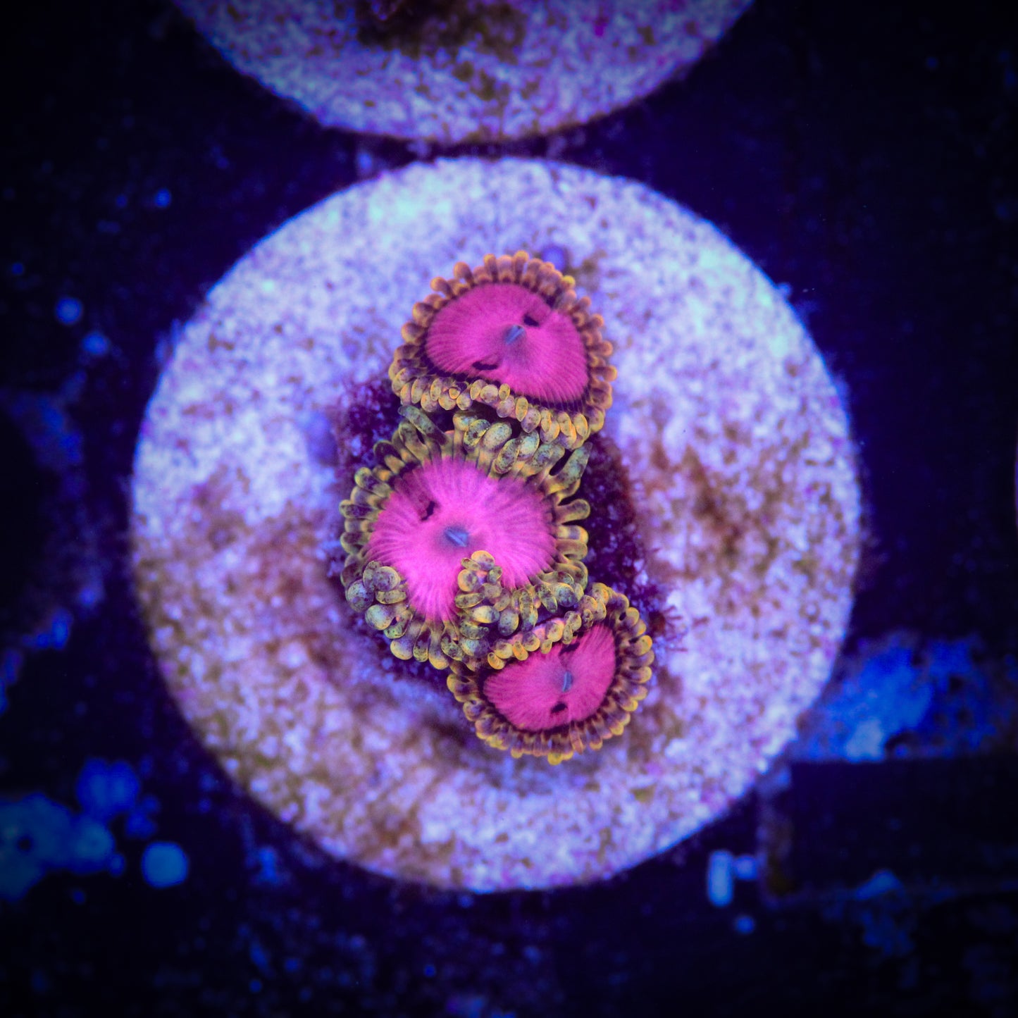 HAW Pink Diamond Zoa