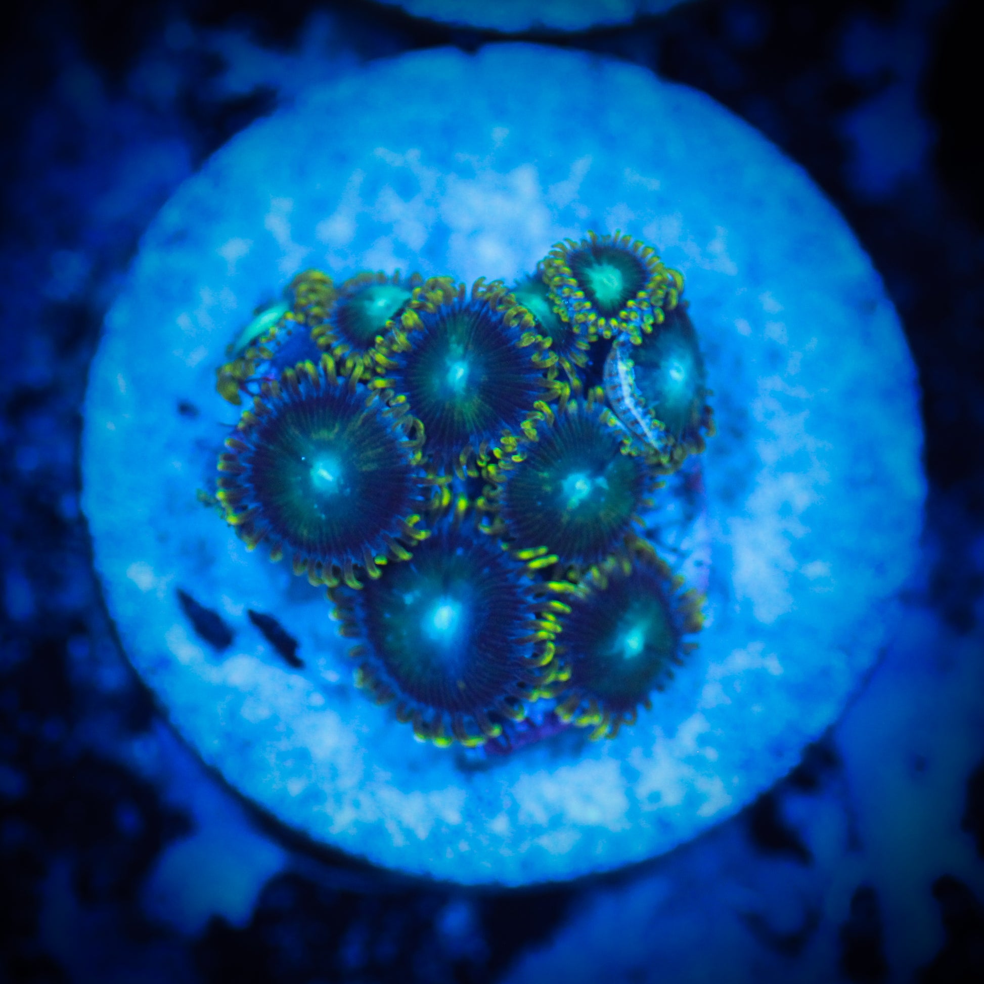 HAW Radioactive Dragon Eye Zoa