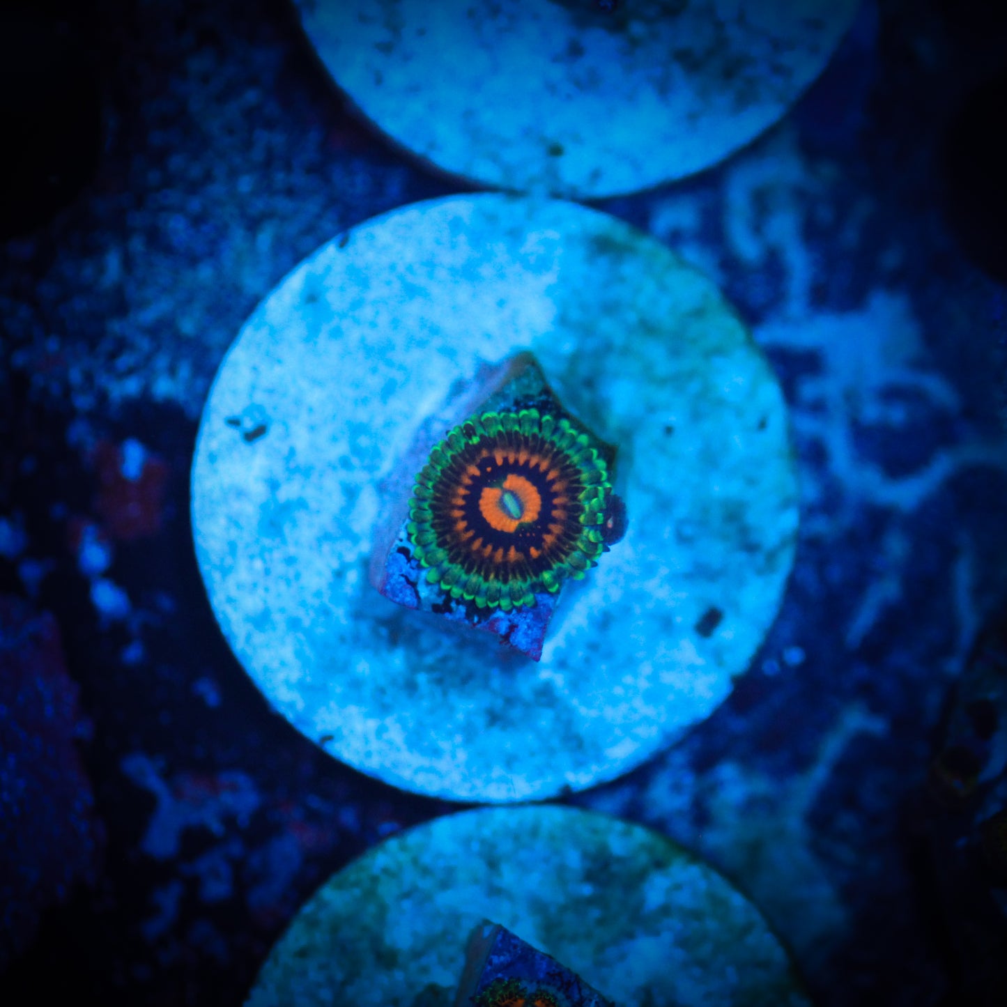 HAW Rainbow Incinerator Zoa