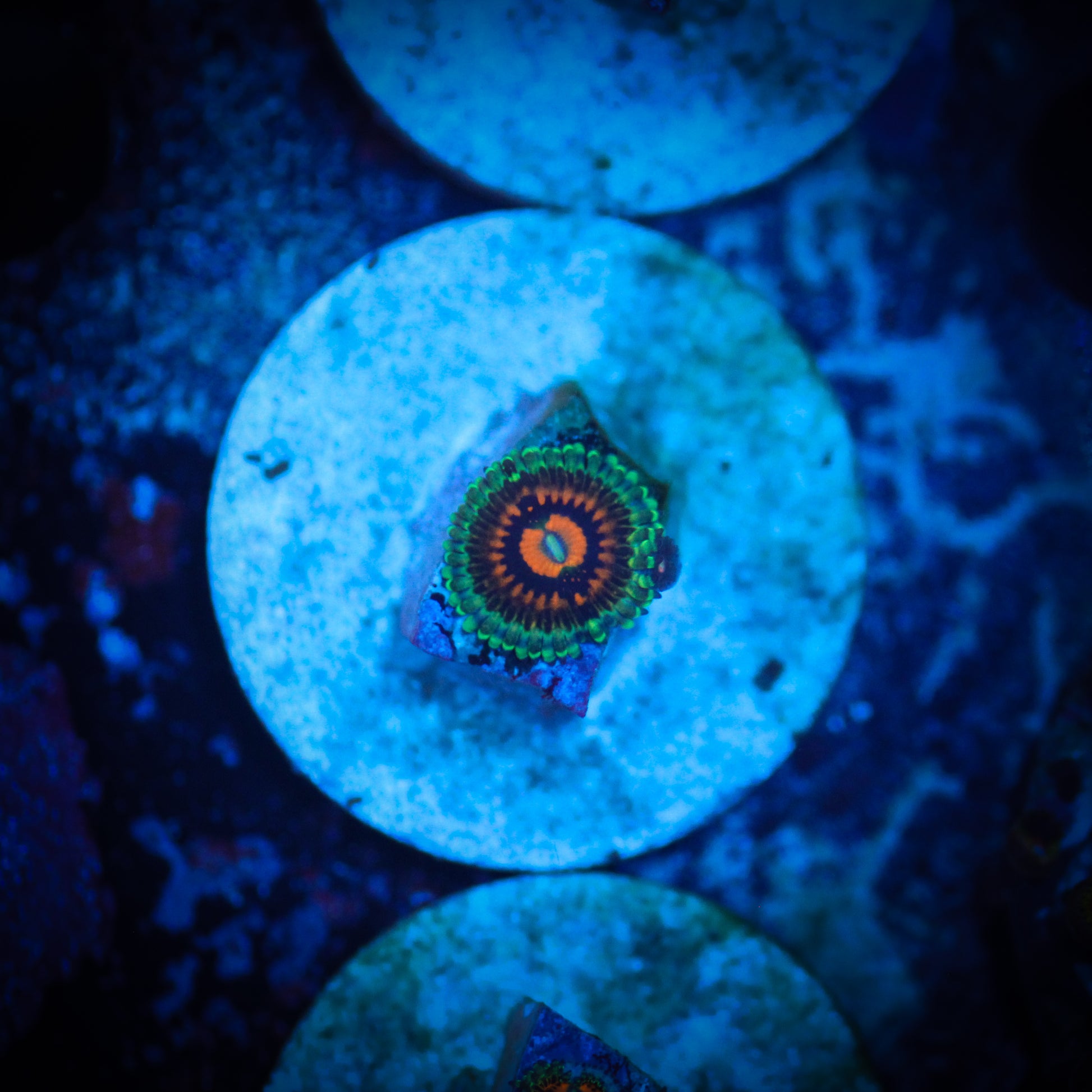 HAW Rainbow Incinerator Zoa