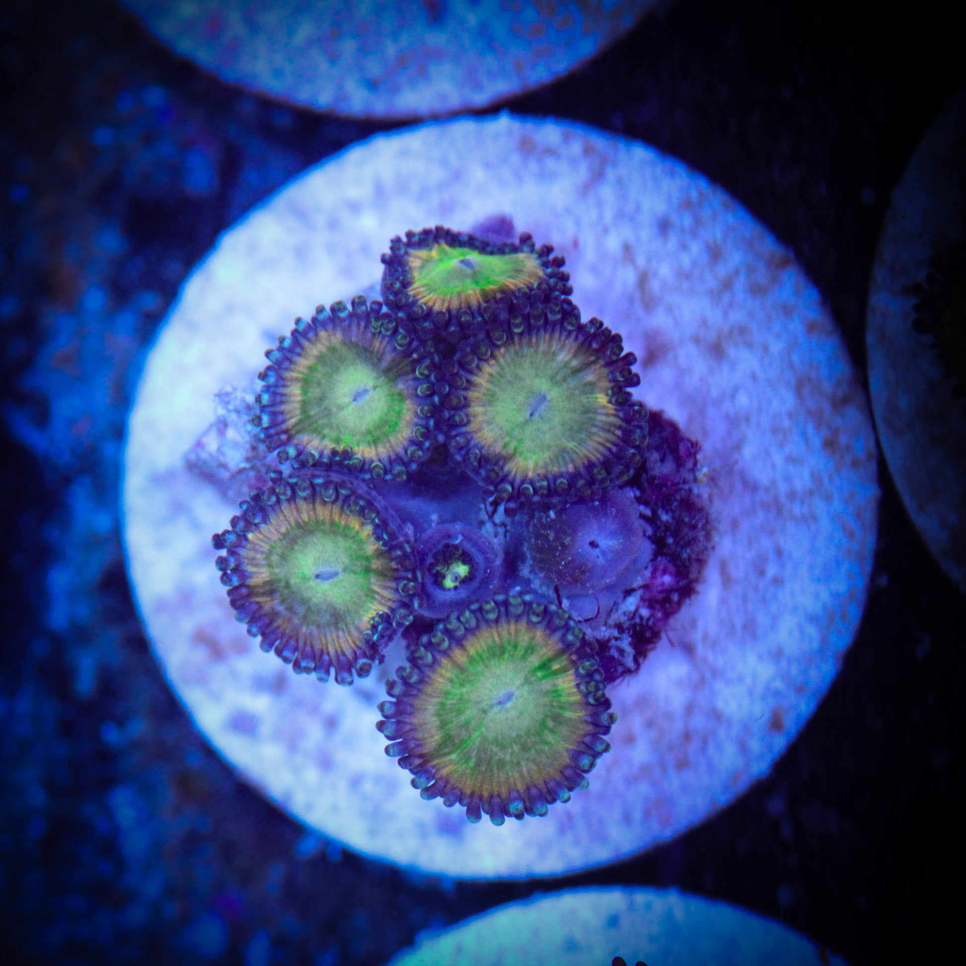 HAW Rainbow Rhino Zoa