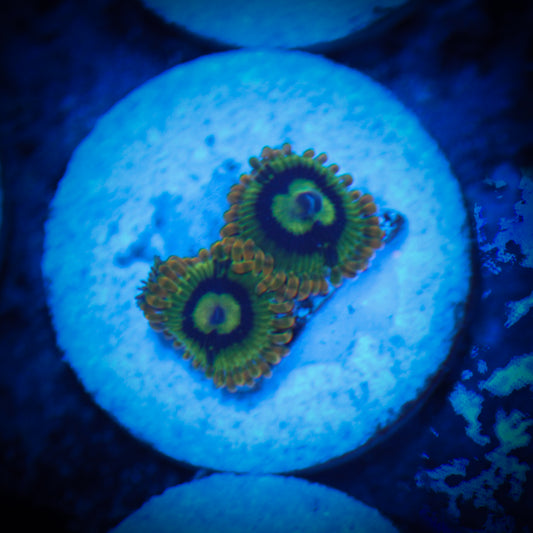 HAW Rainbow Yoda Zoanthid