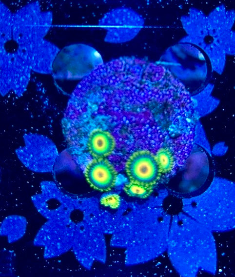 HAW Rasta Zoanthid