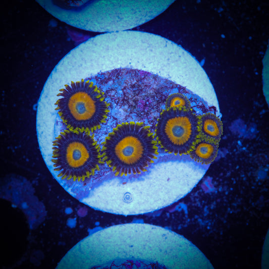 HAW Scrambled Egg Zoa