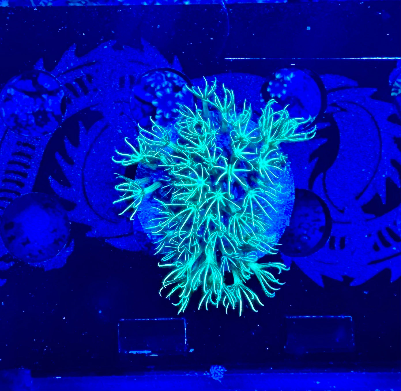 HAW Shock Therapy GSP – ShopHAW