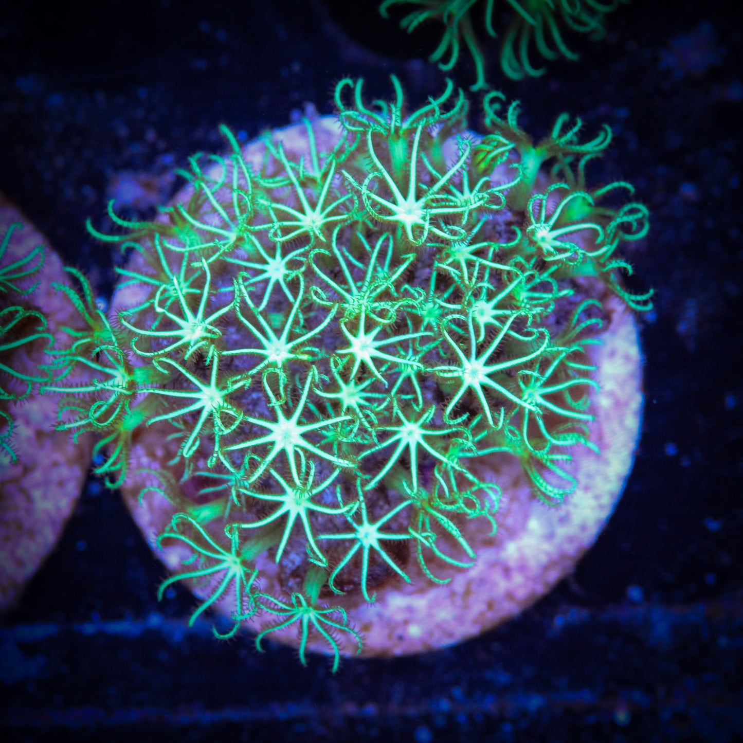 HAW Shock Therapy Green Star Polyp
