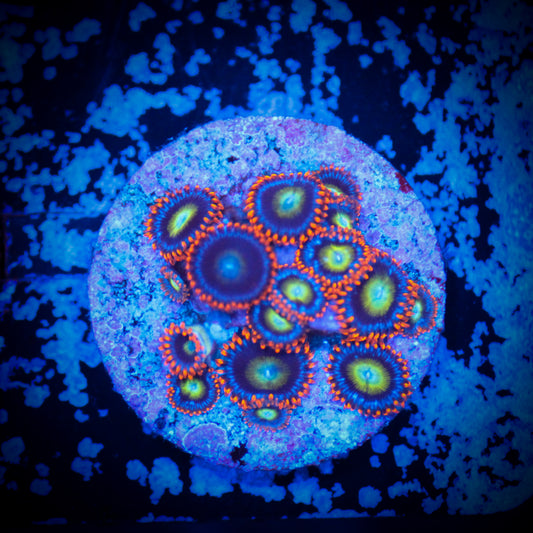 HAW Solar Flare Zoa