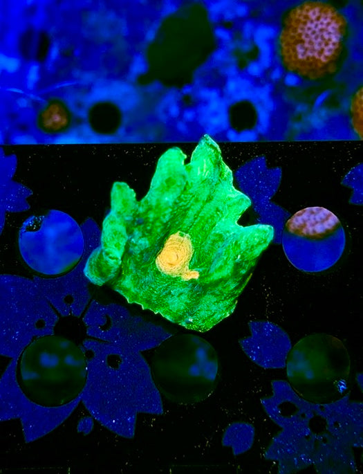 HAW Space Invader Pectinia