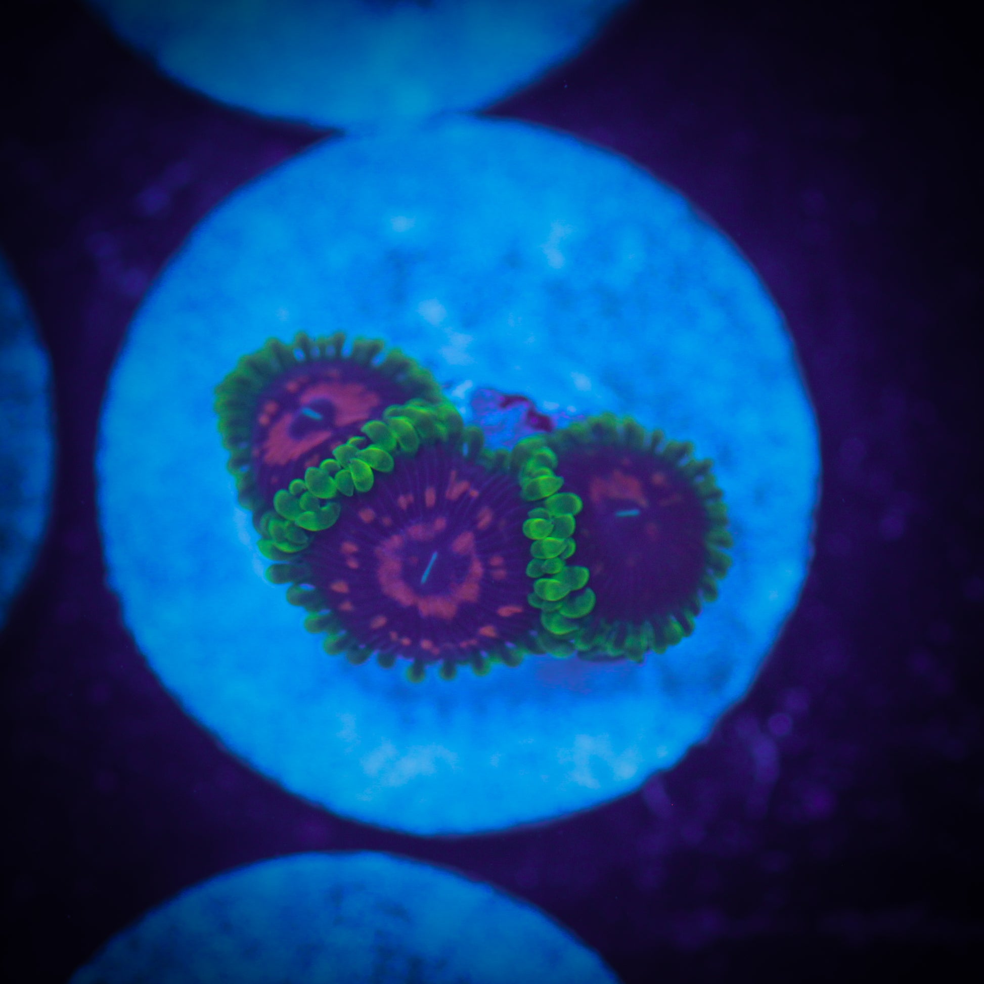 HAW Space Monster Zoa