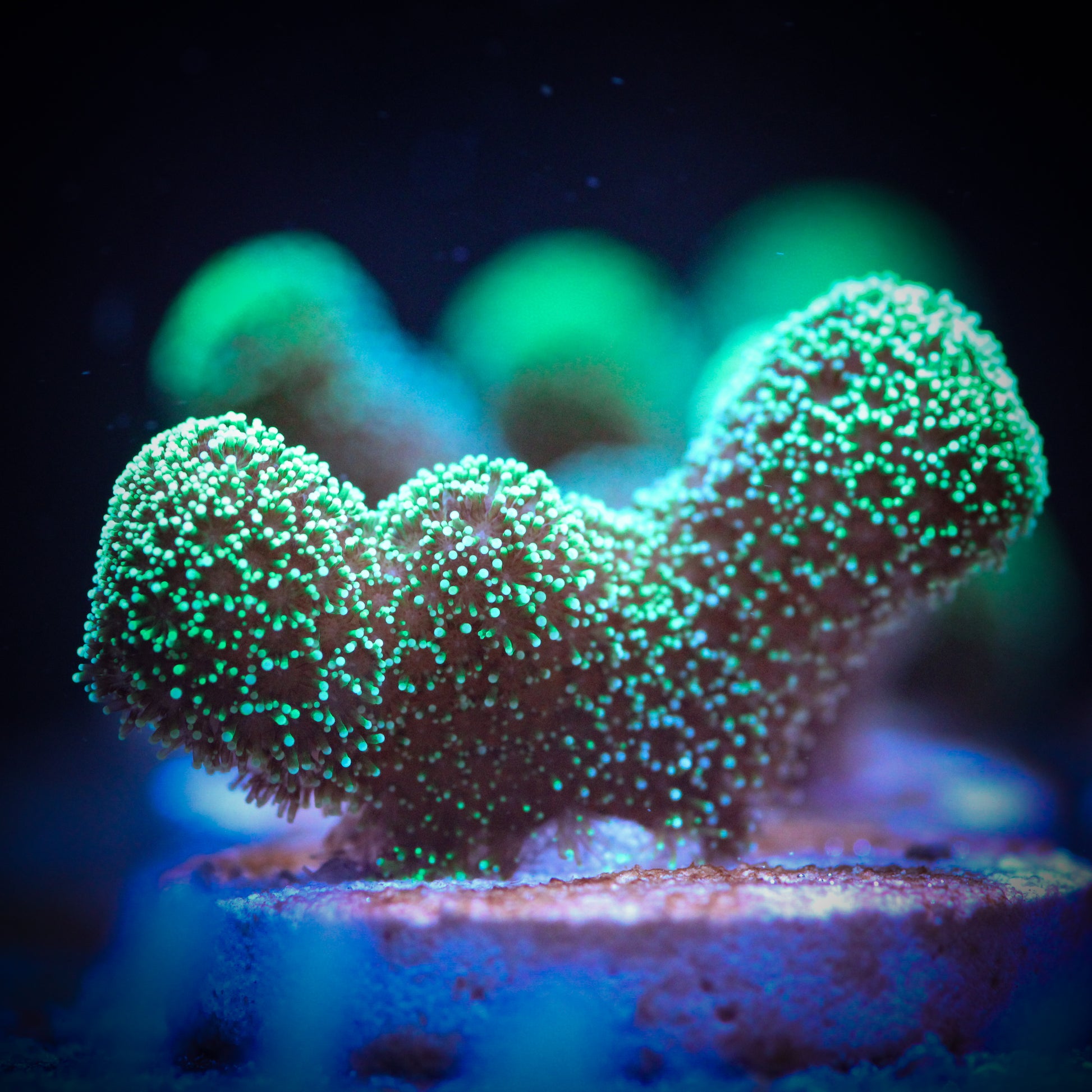 HAW Starfire Stylophora
