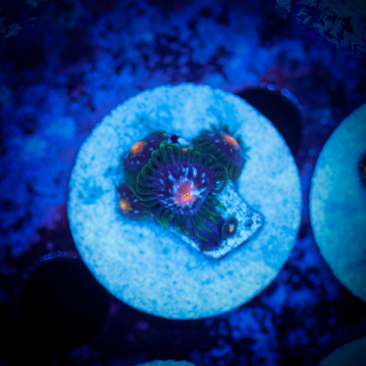 HAW Stargazer Zoathid