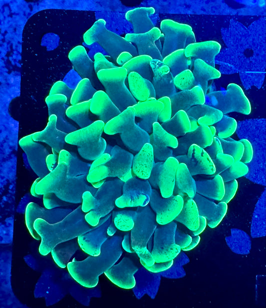 HAW Toxic Green Hammer