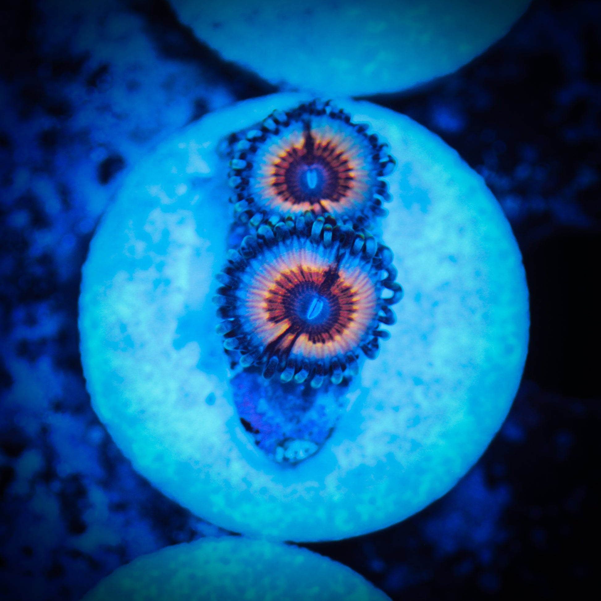 HAW Vampire in Drag Zoanthid