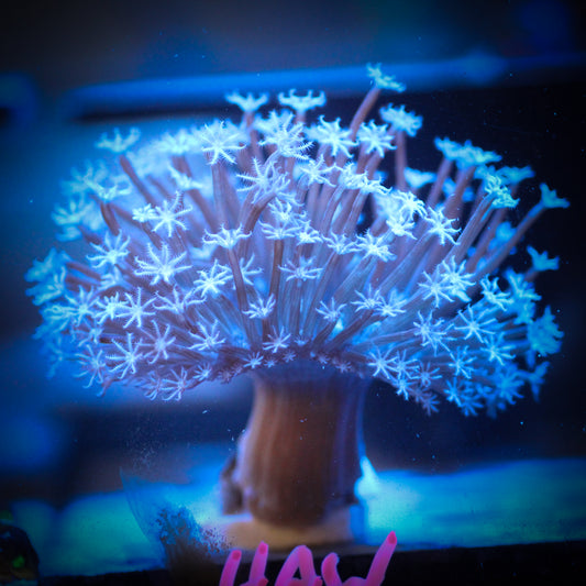 HAW White Willow Toadstool