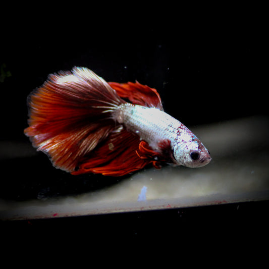 Halfmoon Betta