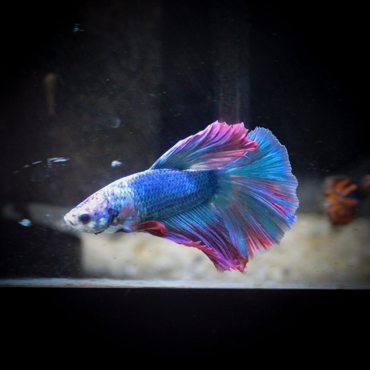 Halfmoon Rosetail Betta