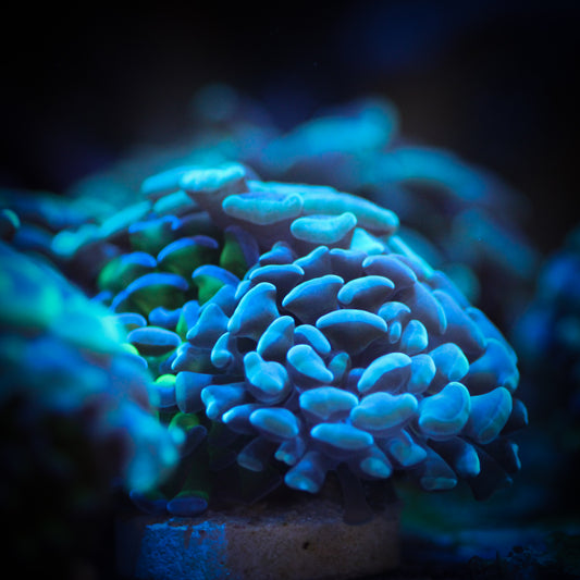 Hammer Bouquet