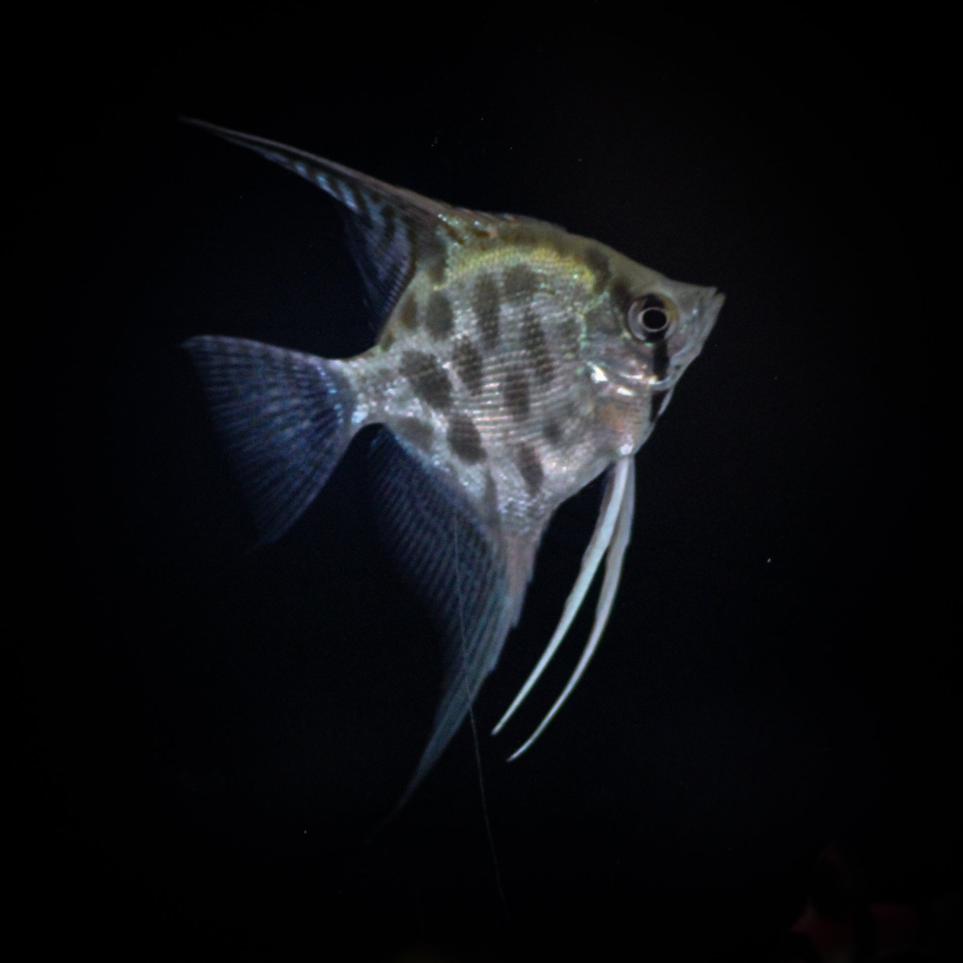 Harlequin Angelfish (Pterophyllum Sp.)