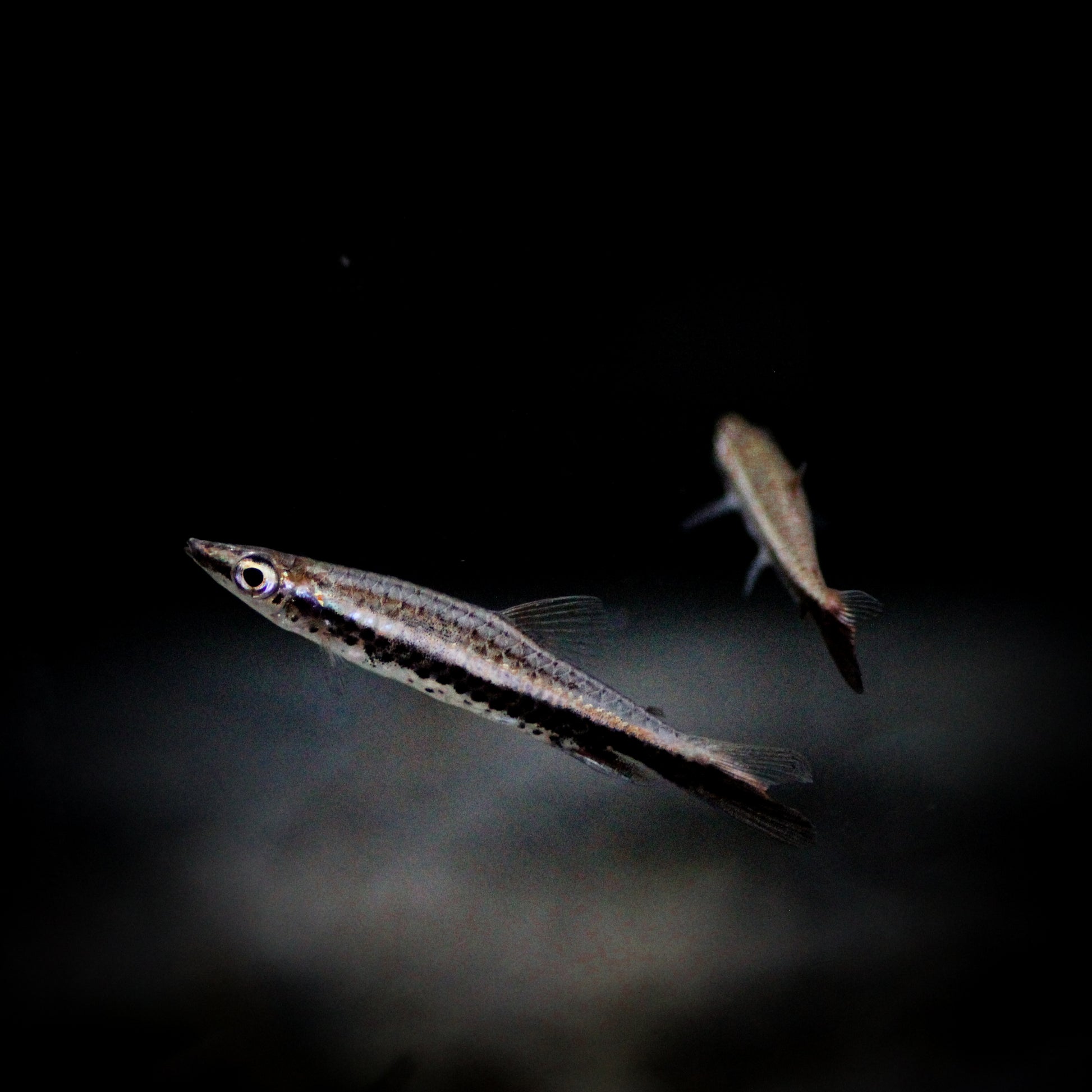 Hockeystick Pencilfish (Nannostomus Eques)