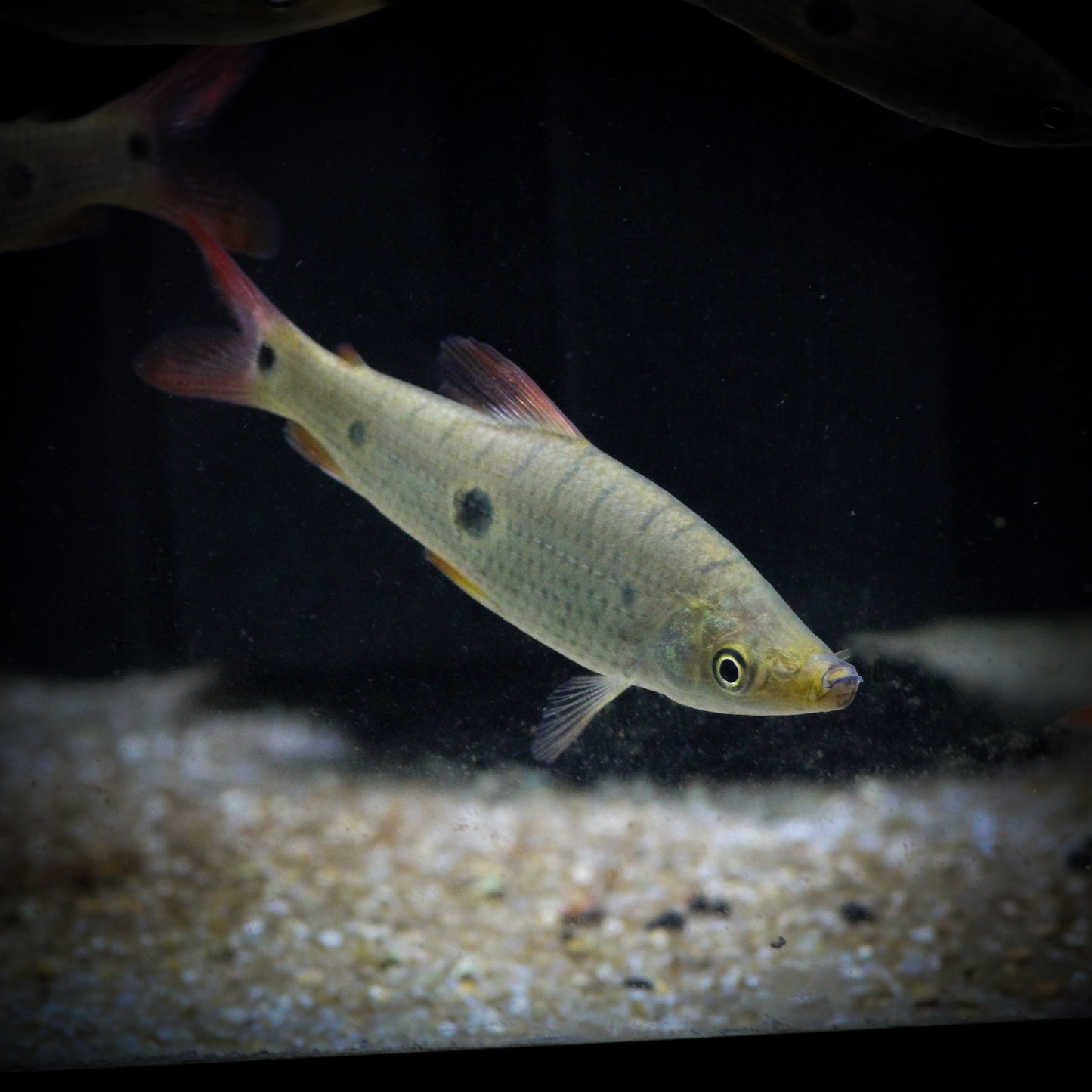 Pseudanos Gracilis