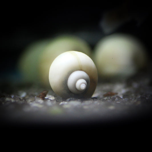 Ivory Mystery Snail