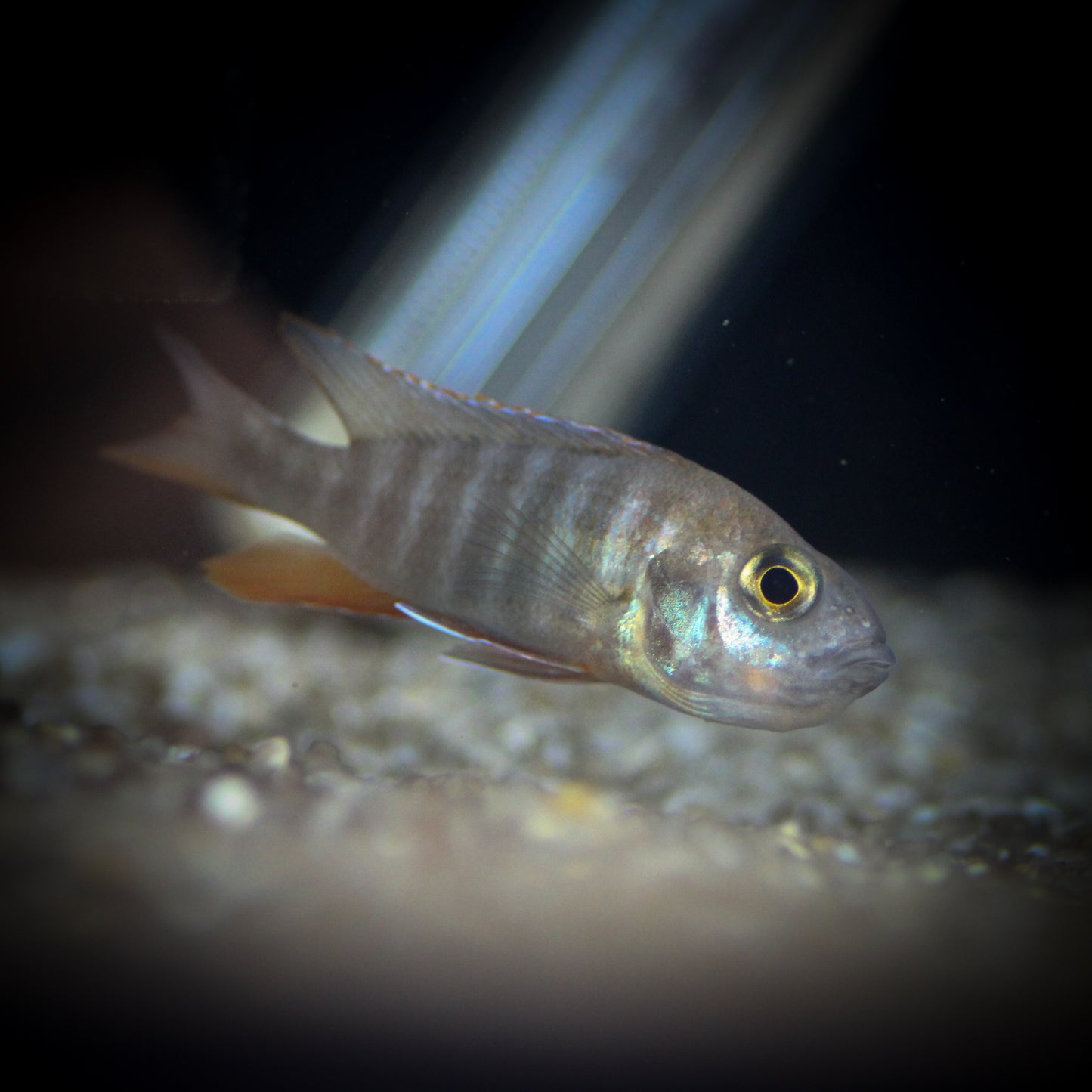 Jacobfreibergi Peacock Cichlid