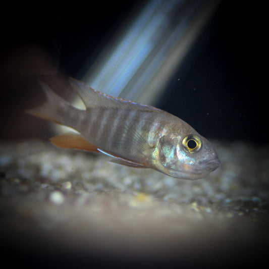 Jacobfreibergi Peacock Cichlid