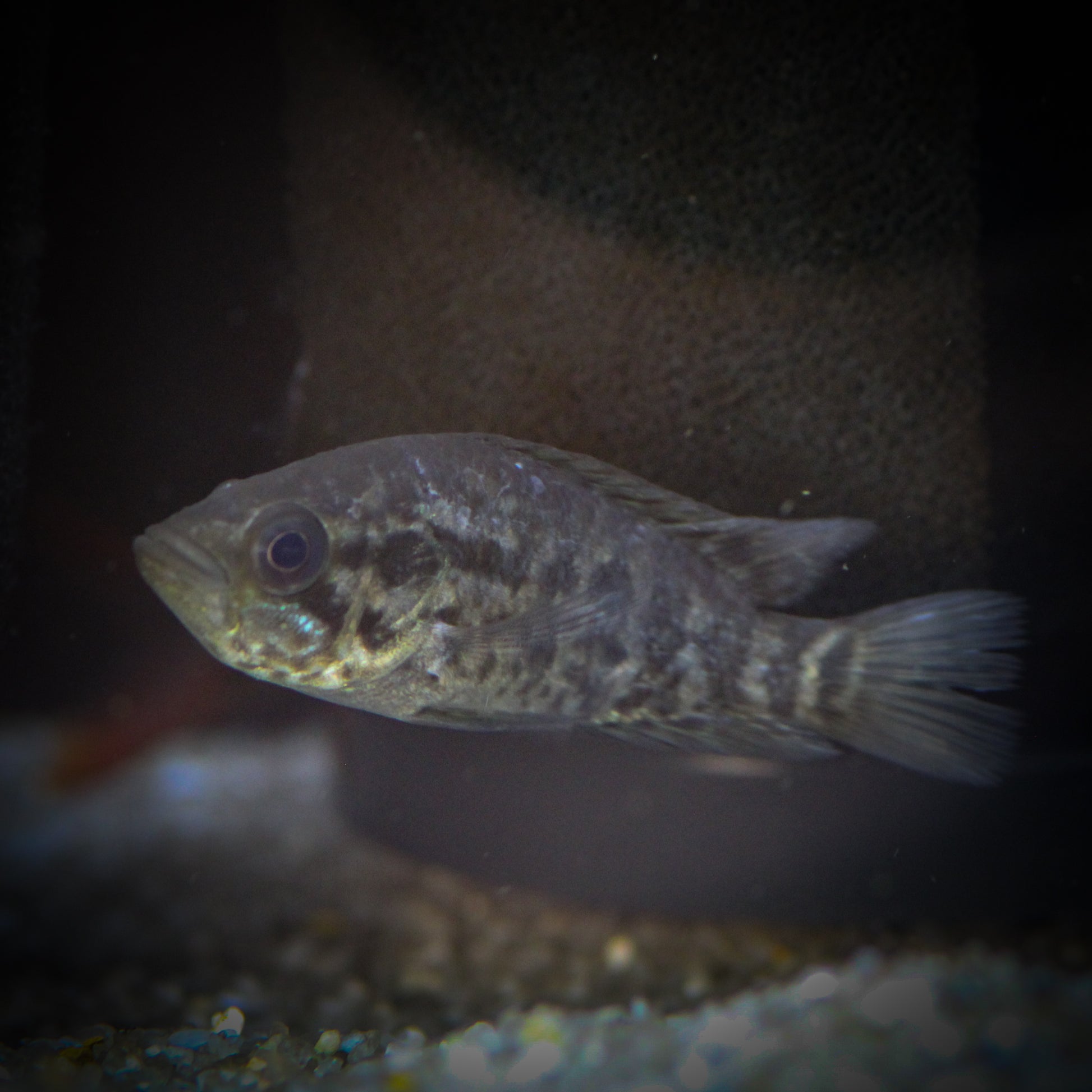 Jaguar Cichlid (Parachromis managuense)