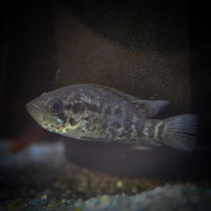 Jaguar Cichlid (Parachromis managuense)