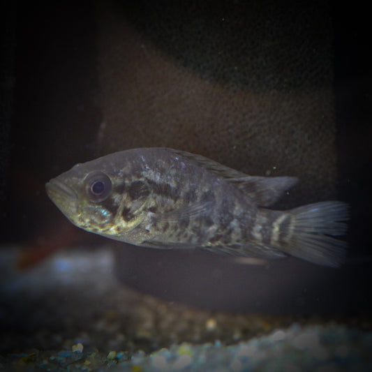 Jaguar Cichlid (Parachromis managuense)