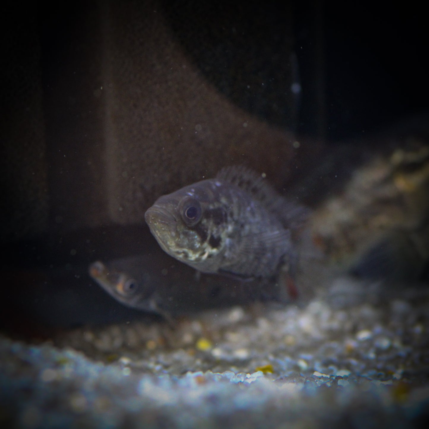 Jaguar Cichlid (Parachromis managuense)