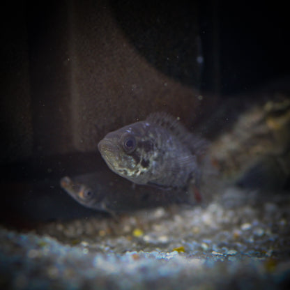 Jaguar Cichlid (Parachromis managuense)