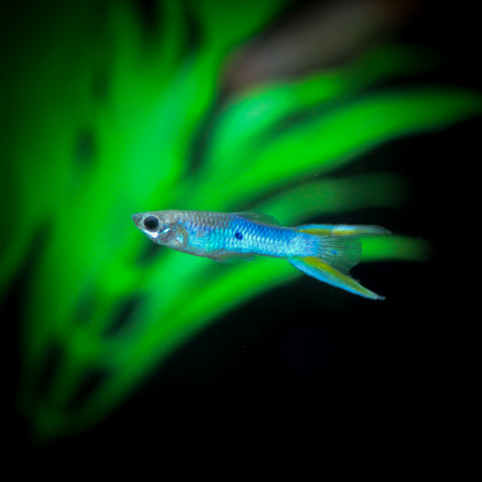Japanese Blue Bottom Swordtail Guppy