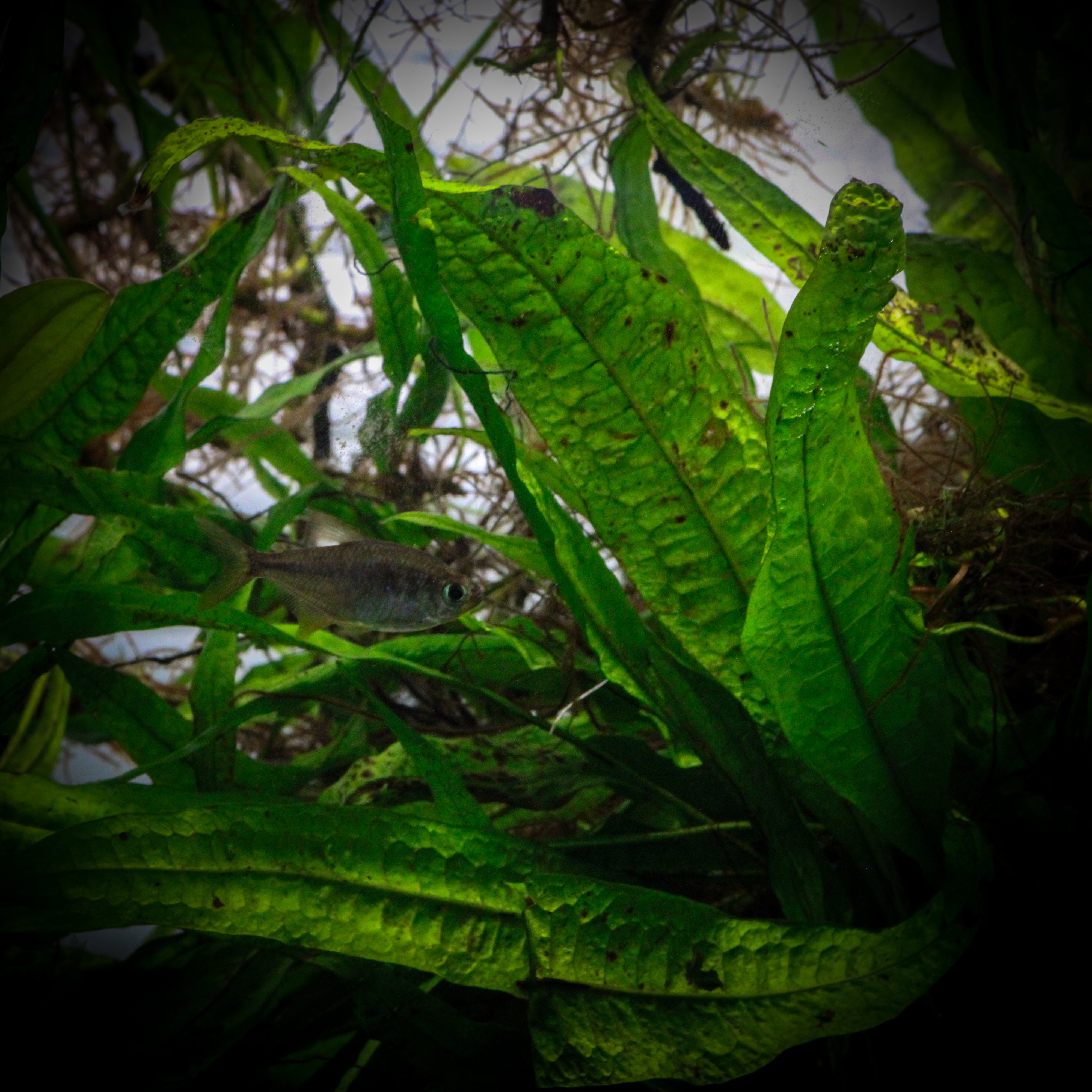 Java Fern Identification Java Fern (Microsorium Pteropus) – ShopHAW