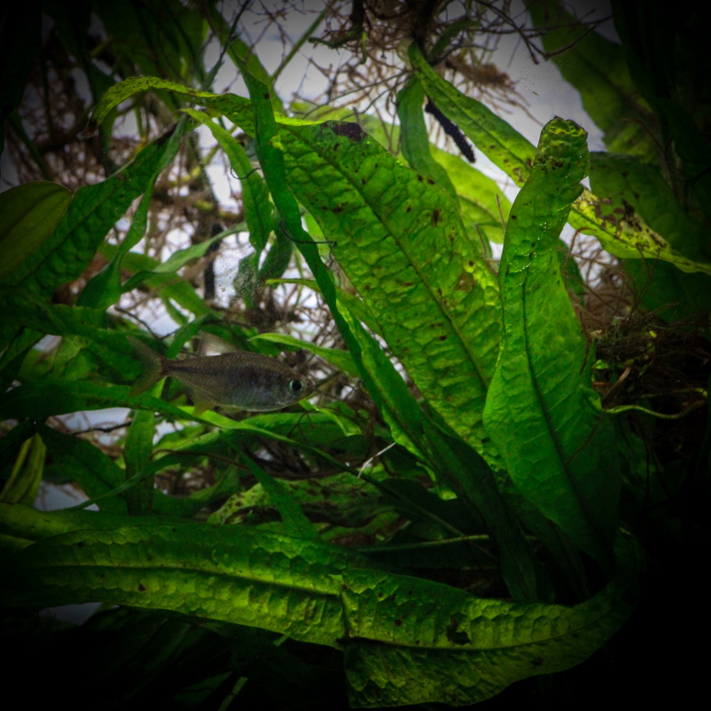 Java Fern (Microsorium Pteropus)