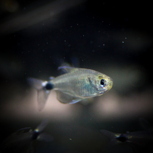 Kitty Tetra