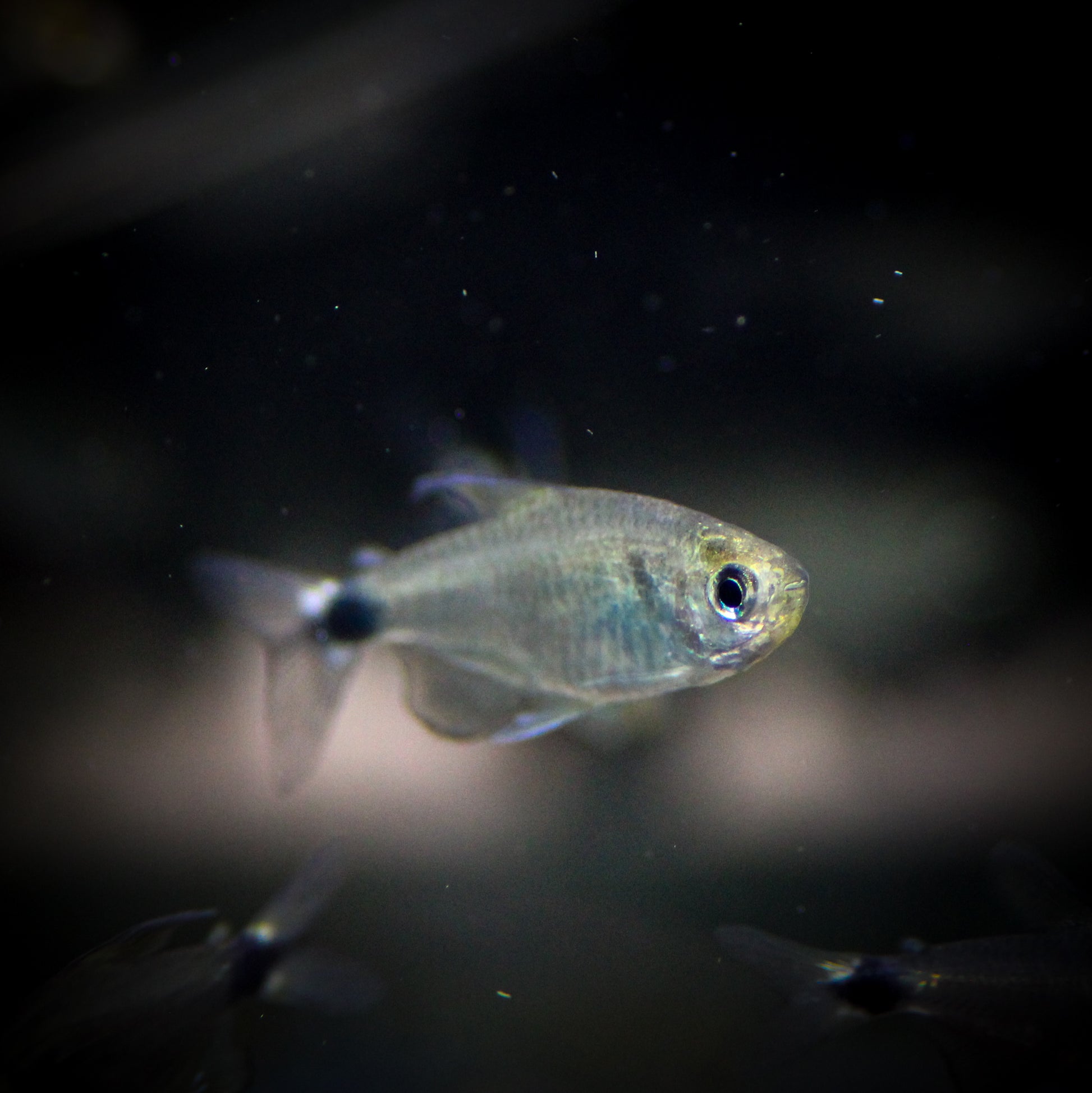 Kitty Tetra (Hyphessobrycon loweae)