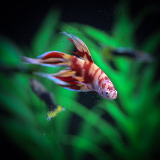 Koi Betta