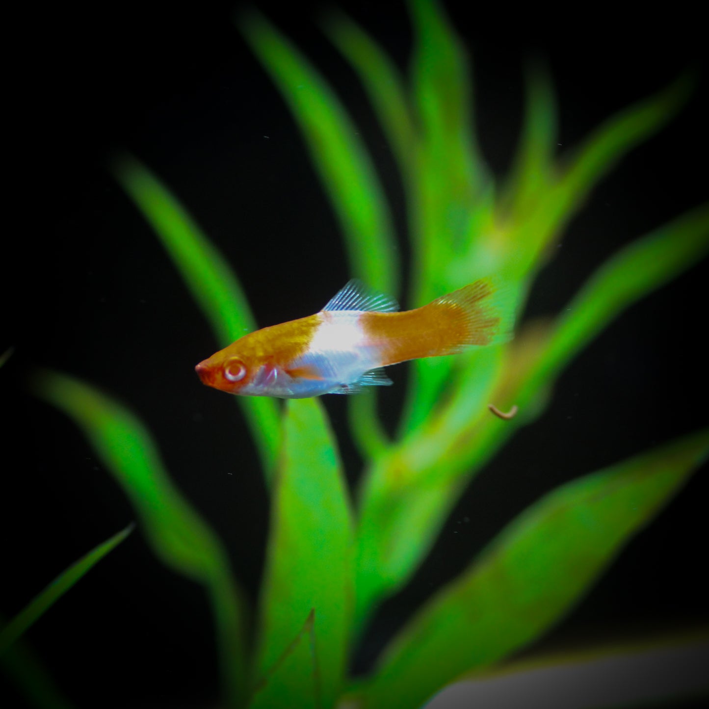 Koi Santa Claus Swordtail