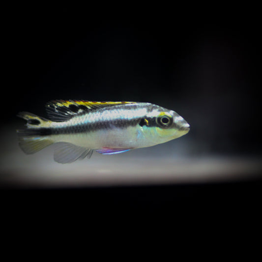 Kribensis Cichlid (Pelvicachromis pulcher)