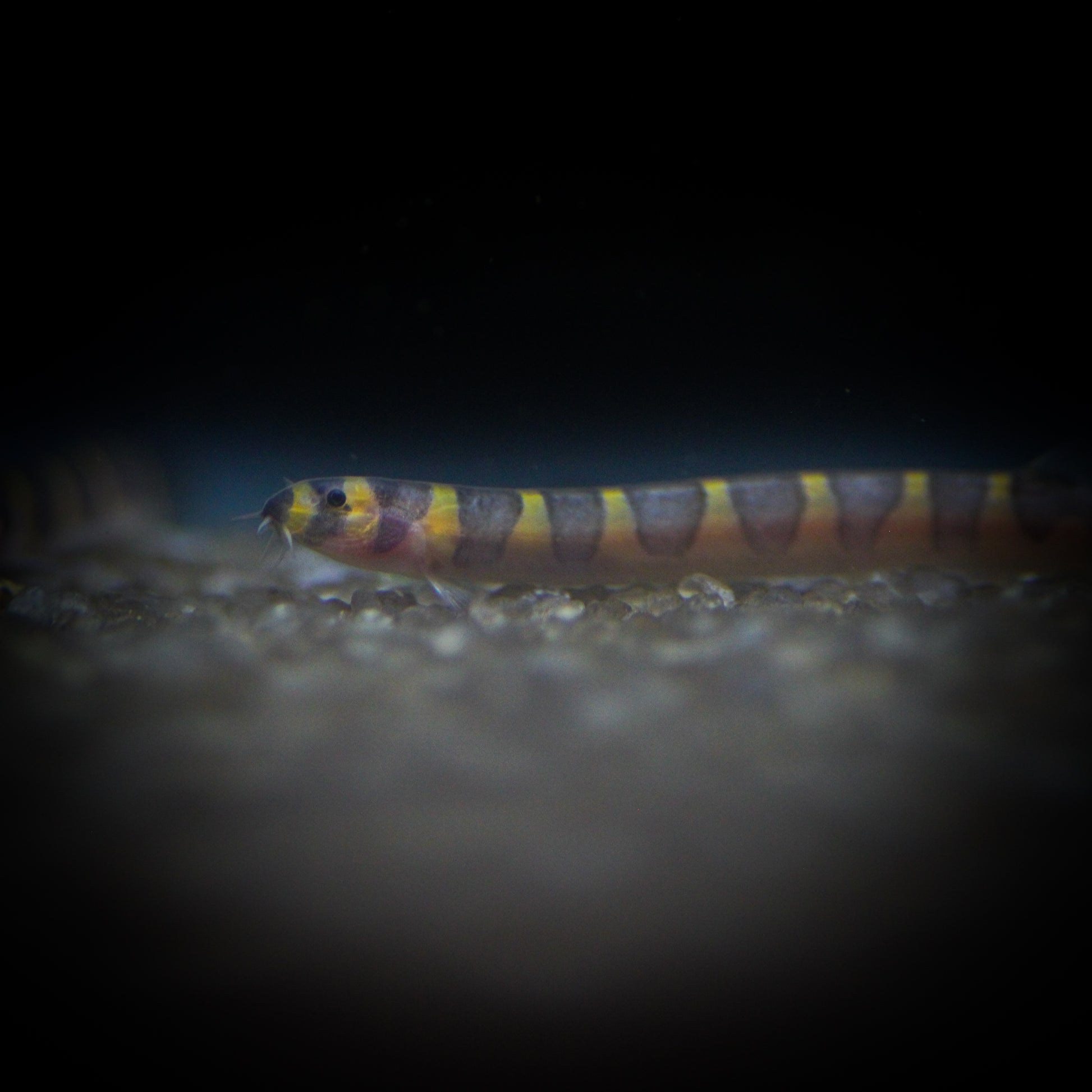 Kuhlii Loach